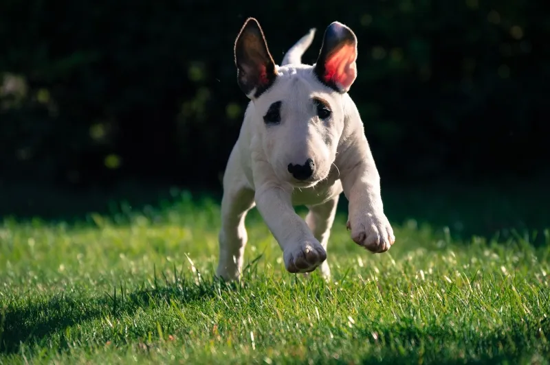 Bullterriervalp som springer mot kameran