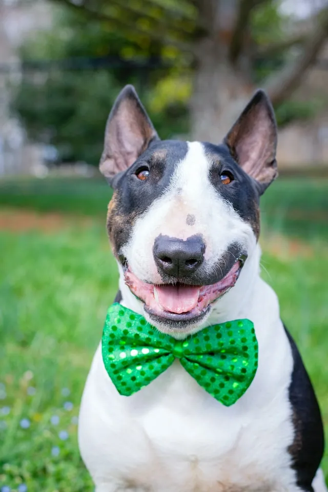 Trefärgad Bullterrier med grön fluga ler mot kameran