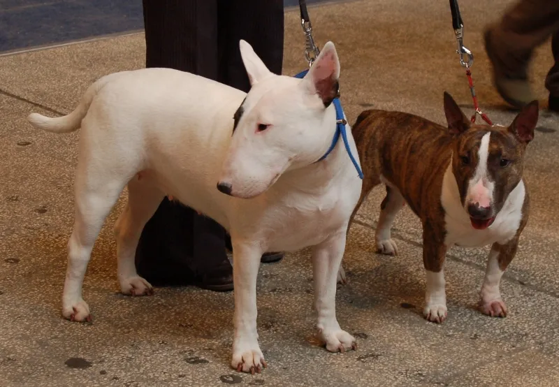 En vit Bullterrier och en tigrerad Miniatyrbullterrier bredvid varandra