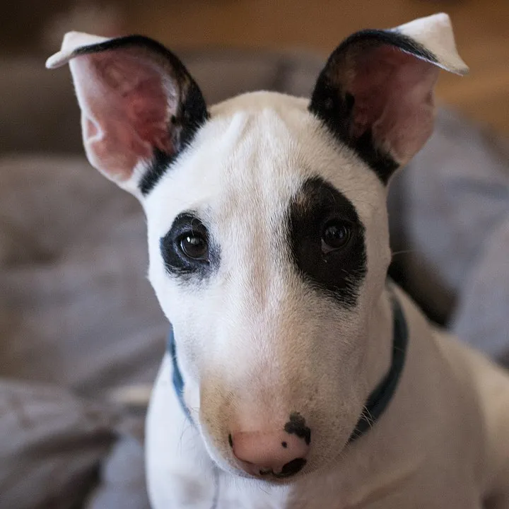 Vit Bullterriervalp med svarta fläckar