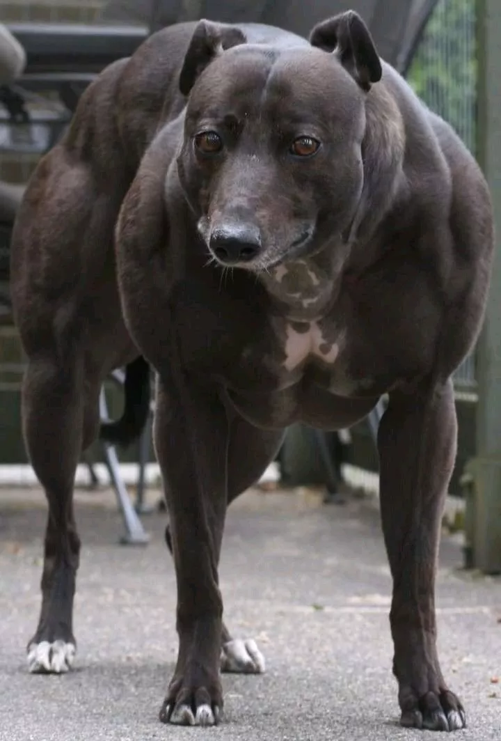 En så kallad Bully-Whippet som har extra mycket muskelmassa