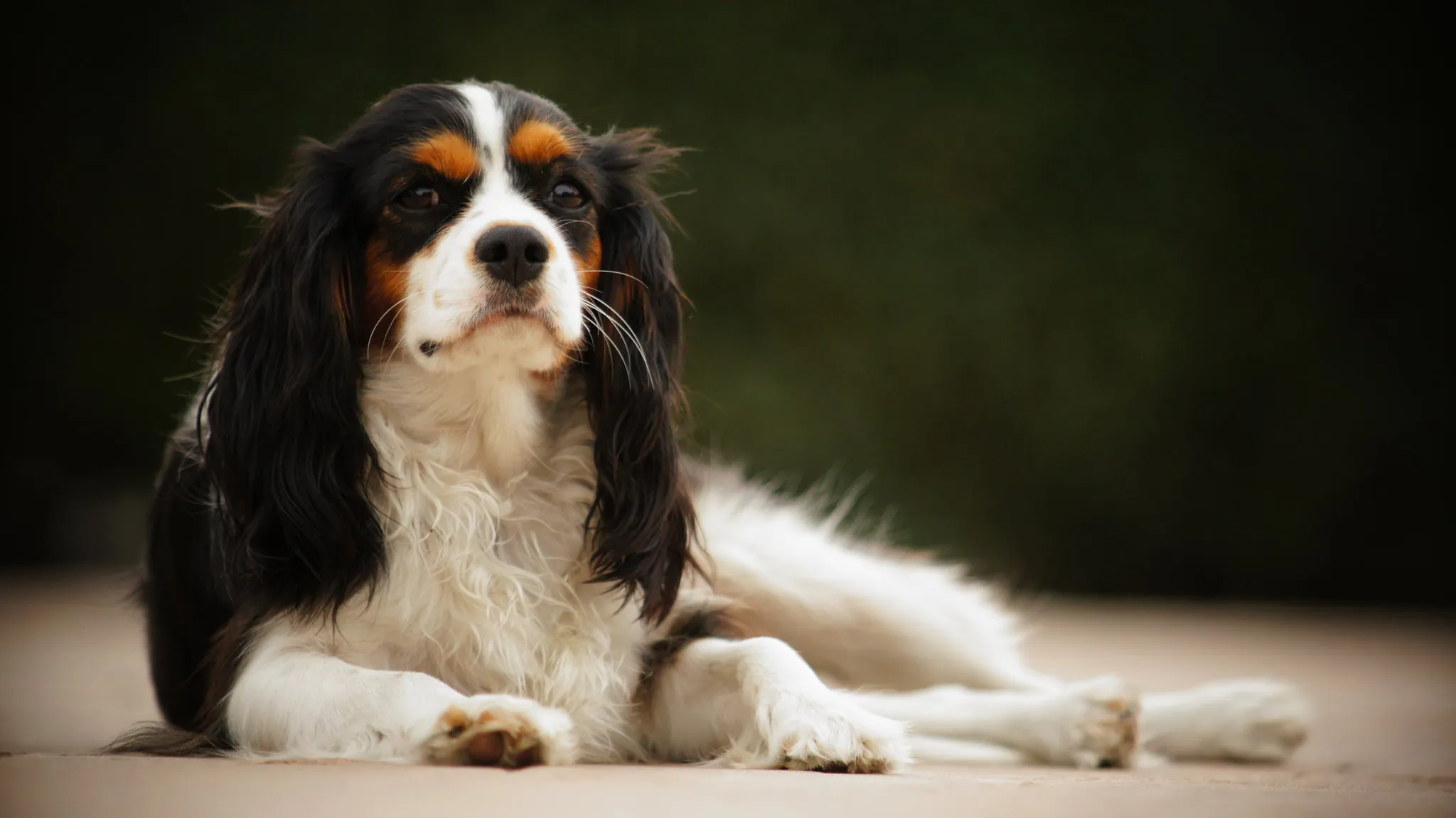 Trefärgad Cavalier King Charles Spaniel