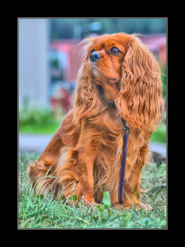 Röd Cavalier King Charles Spaniel. Pälsfärgen kallas även för ruby.