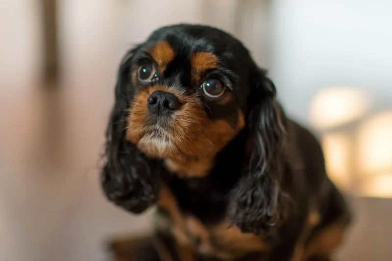 Svart och tan Cavalier King Charles Spaniel med tiggande valpögon