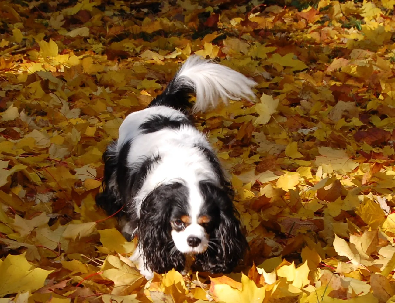 Trefärgad Cavalier King Charles Spaniel nosar bland höstlöven