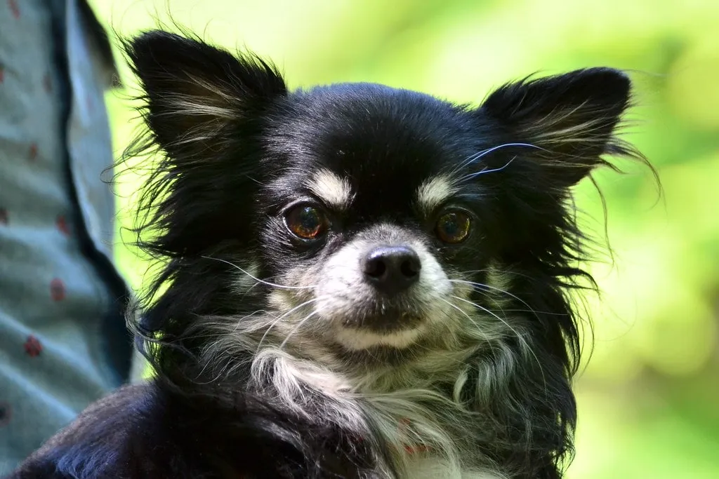 Långhårig chihuahua