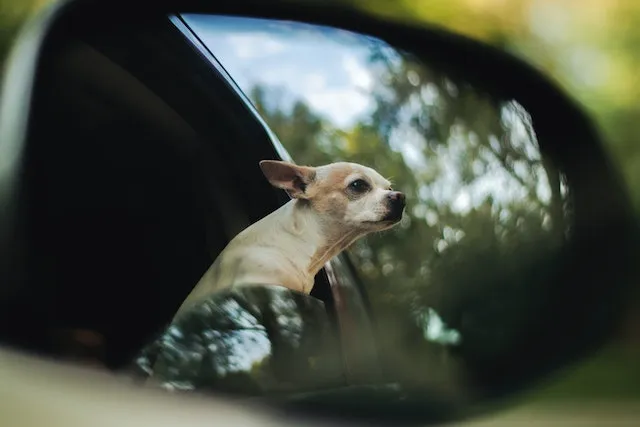 En Chihuahua åker bil