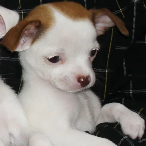 Liten vit och brun Chihuahuavalp