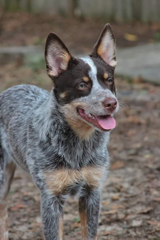 En brun Australian Cattledog