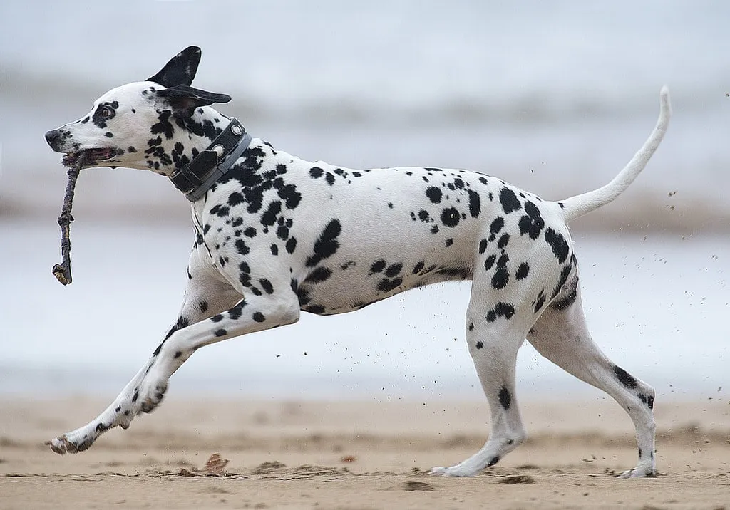 Dalmatiner som springer på stranden