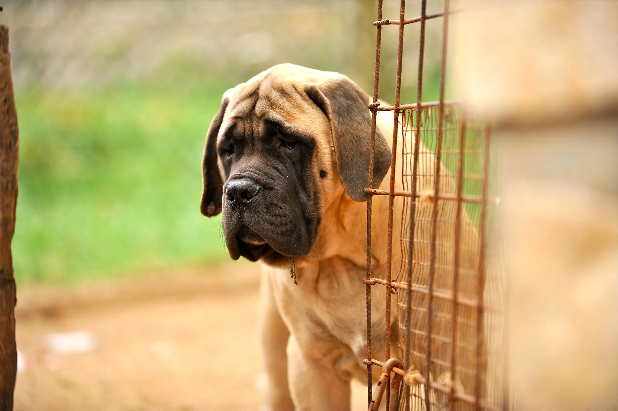 Aprikosfärgad Engelsk Mastiff