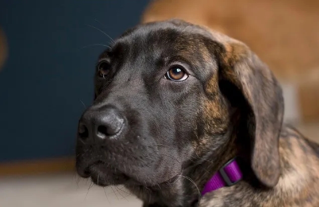 Tigrerad - brindle - Engelsk Mastiff