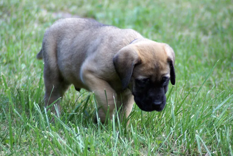 Fawn Engelsk Mastiff-valp