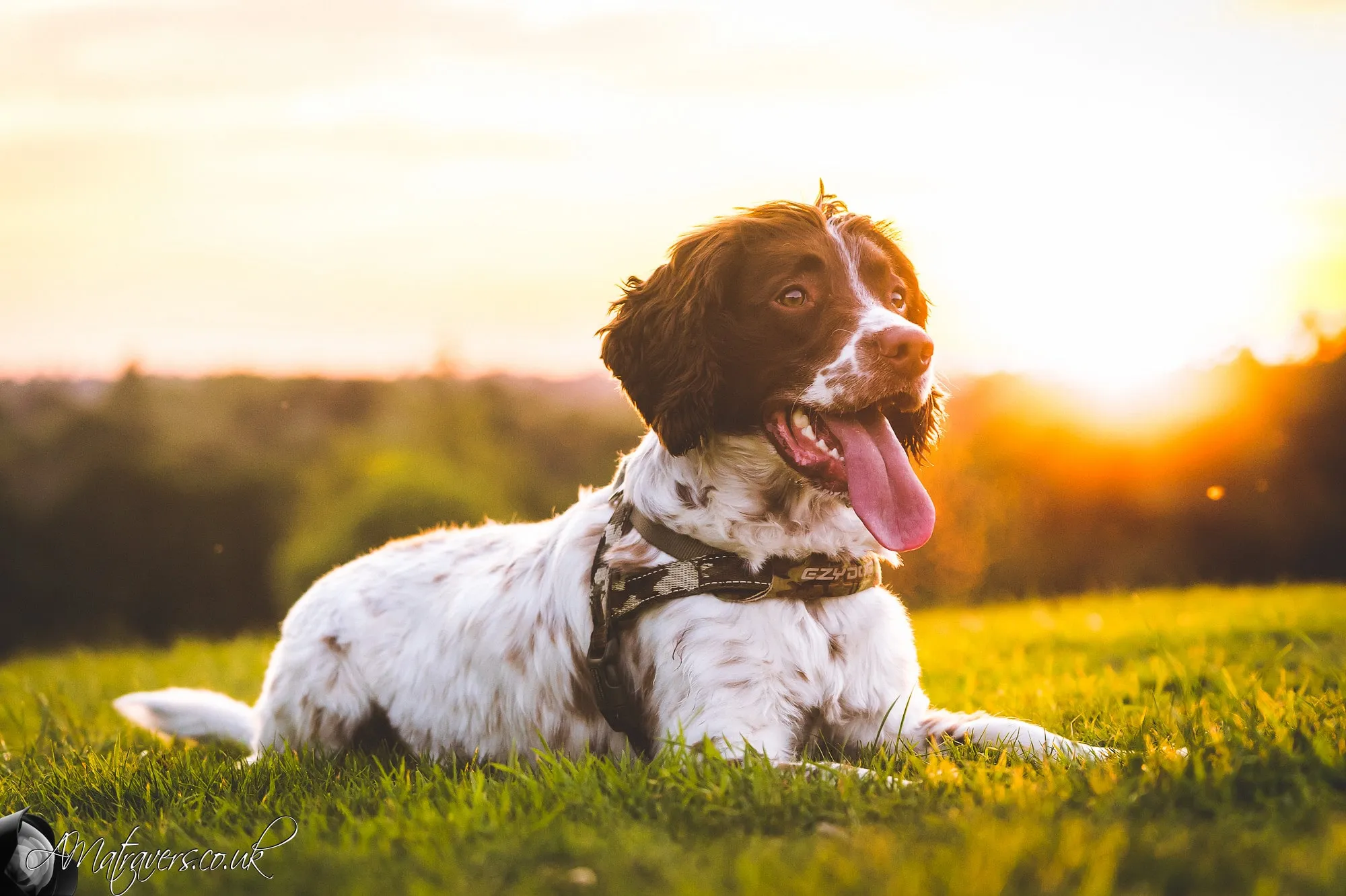 Brun och vit Engelsk Springer Spaniel på ett fält i kvällssolen