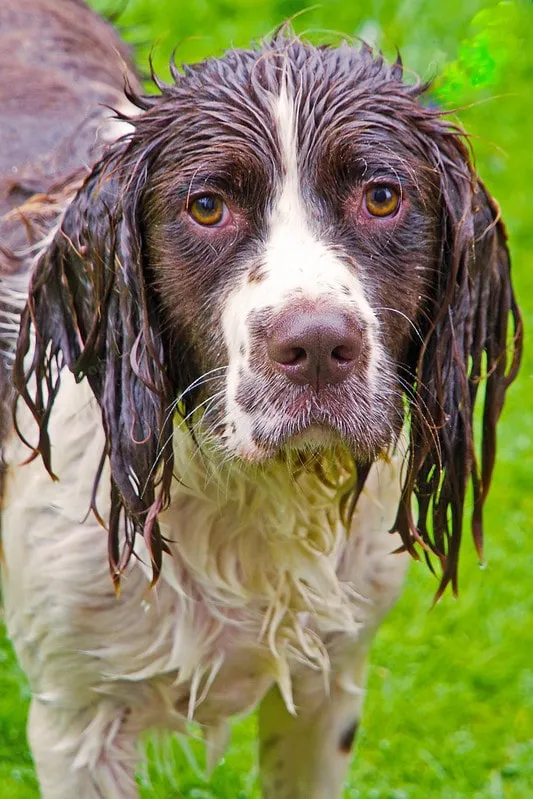 En blöt Engelsk Springer Spaniel efter att ha simmat