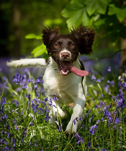 Brun och vit Engelsk Springer Spaniel med ticking i pälsen