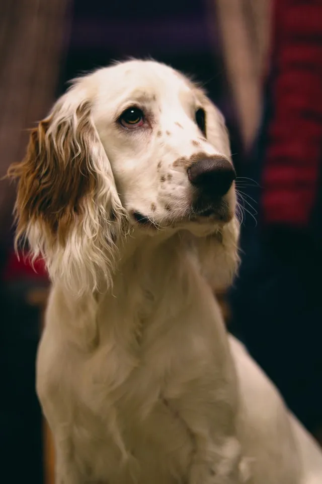 Vit och leverfärgad Engelsk Springer Spaniel