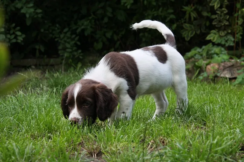 Nosande Engelsk Springer Spaniel valp med brun och vit päls