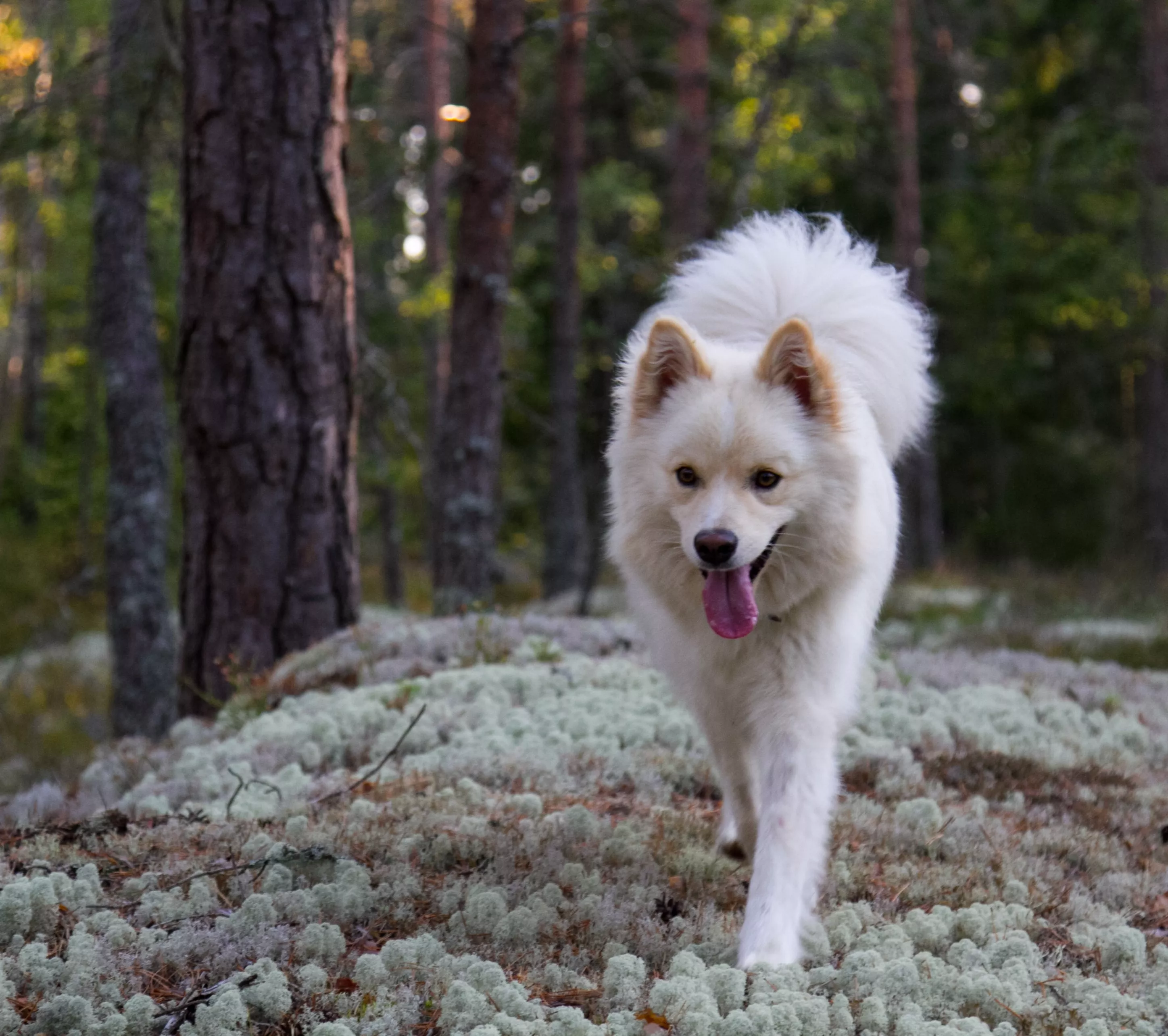 En cremefärgad Finsk Lapphund tar en promenad i skogen