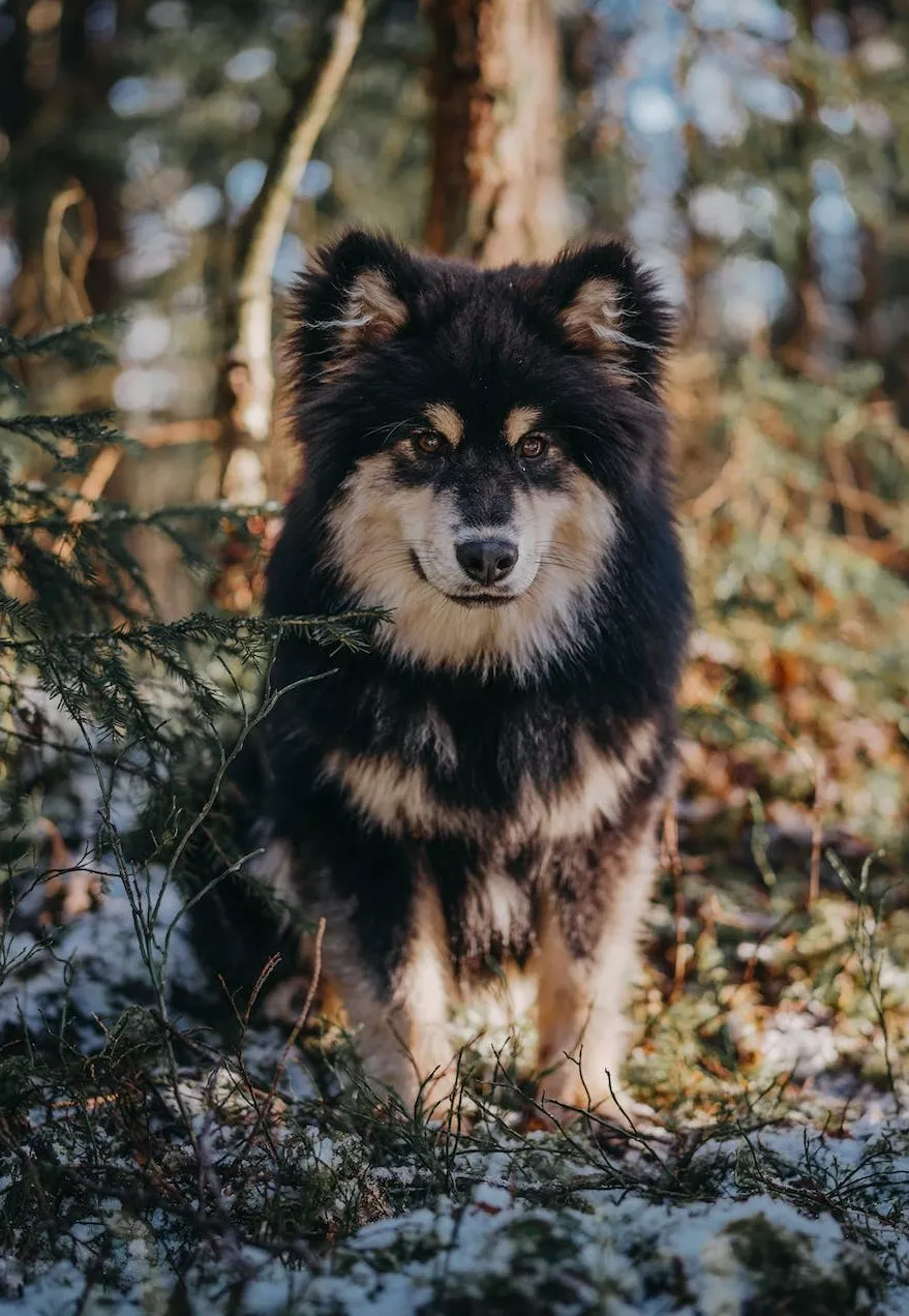 En svart och brun Finsk Lapphund sitter i en snöig skog