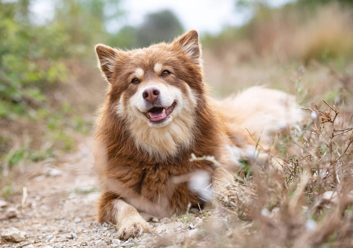 Brun Finsk Lapphund vilar sig under promenaden