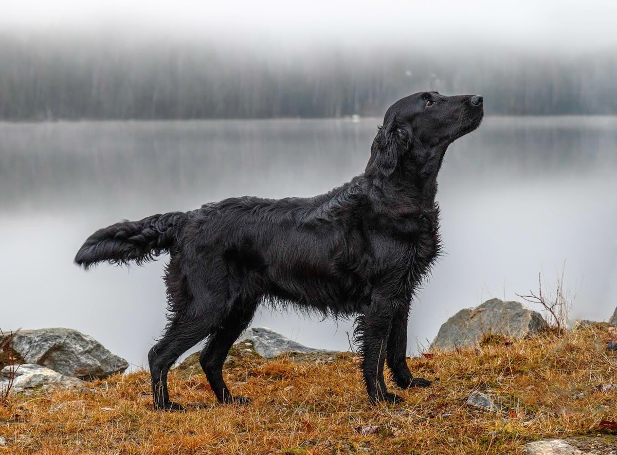 En svart Flatcoated retriever i hällregn