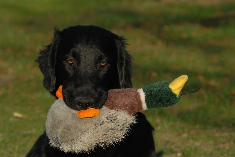 Svart Flatcoated retriever tittar in i kameran medan den håller ett mjukdjur som ser ut som en gräsand i munnen