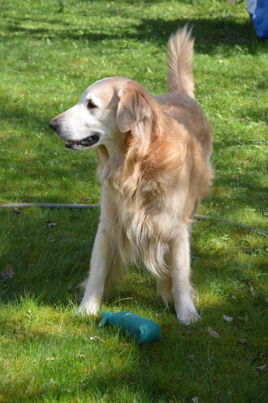 Gul Flatcoated Retriever på en gräsmatta