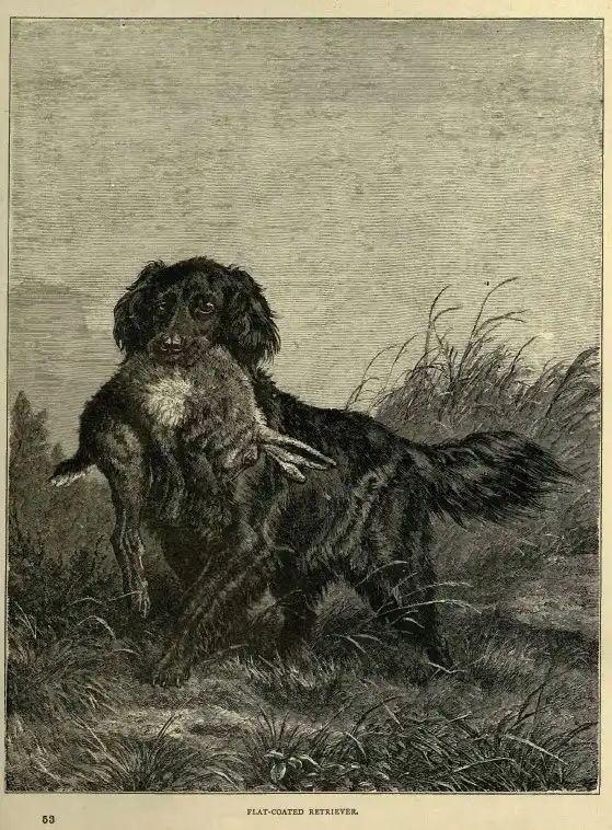 En historisk etsning av en Flatcoated Retriever, daterad år 1881