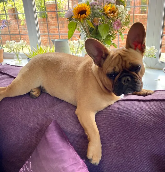 Fransk Bulldogg på soffa