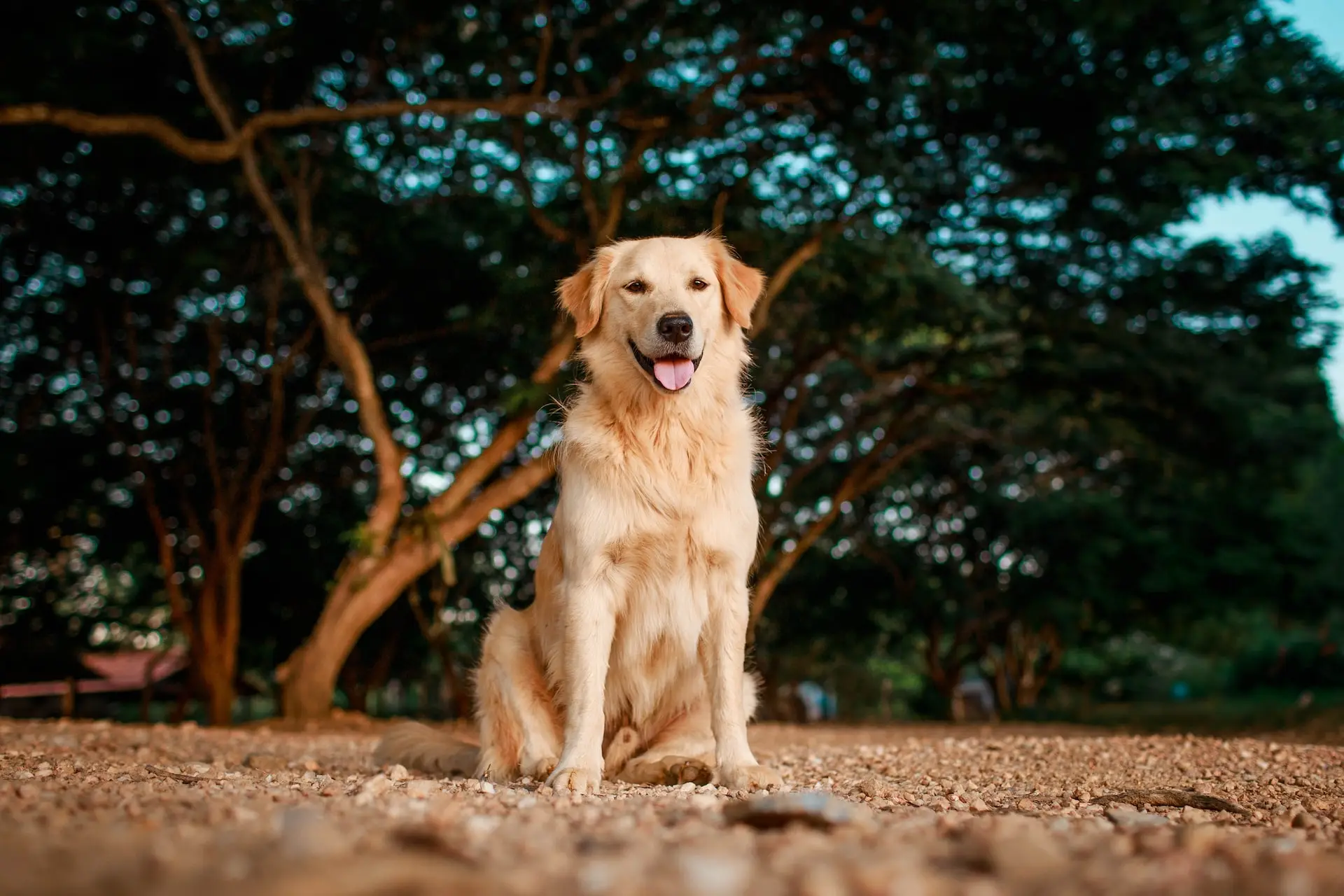 En gul Golden Retriever sitter på ett fält och tittar in i kameran och ler