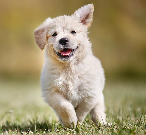 En liten Golden Retrievervalp som springer mot kameran