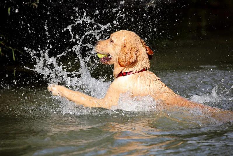 En glad Golden Retriever plaskar i en sjö med en tennisboll i munnen