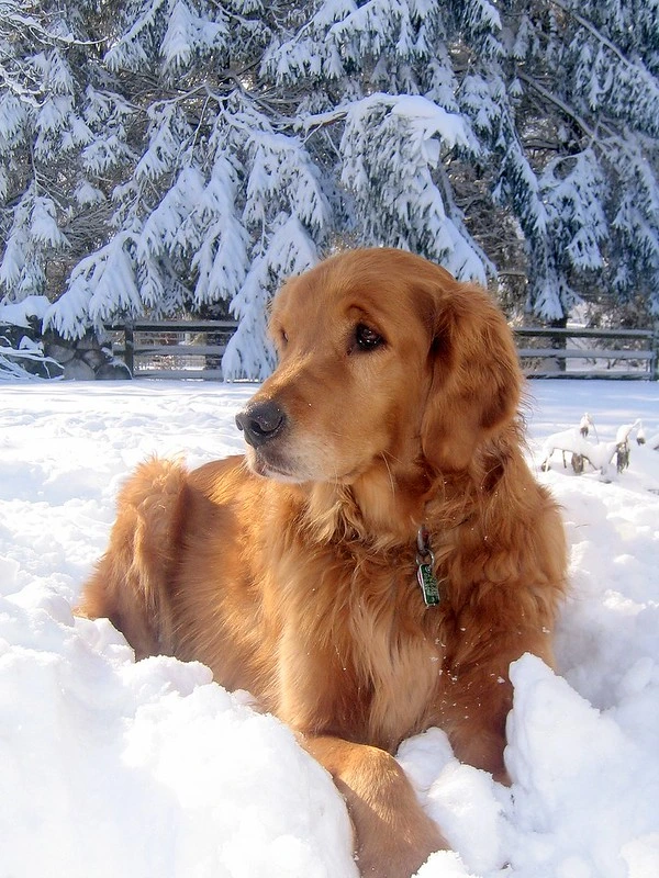 En röd Golden Retriever ligger i snön och vilar sig