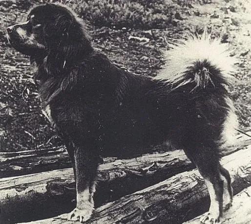 Historiskt foto av den tibetanska mastiffen Tu-Bo som importerades till Tyskland 1977