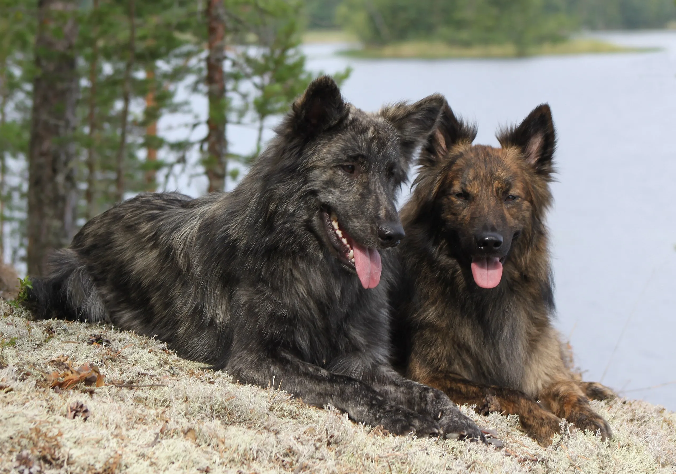 Röd och grå Holländska Herdehundar på skogstur