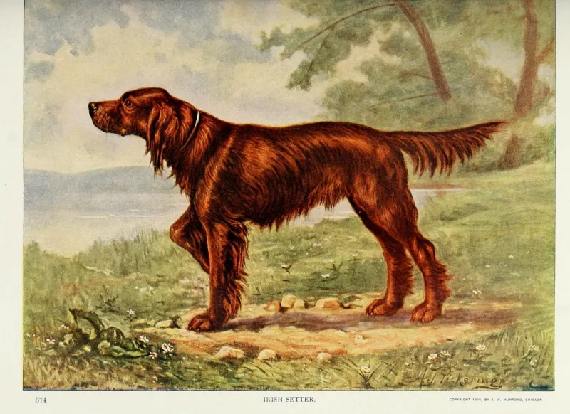 En illustration från år 1914 som visar en Irländsk Röd Setter på jakt efter fågel