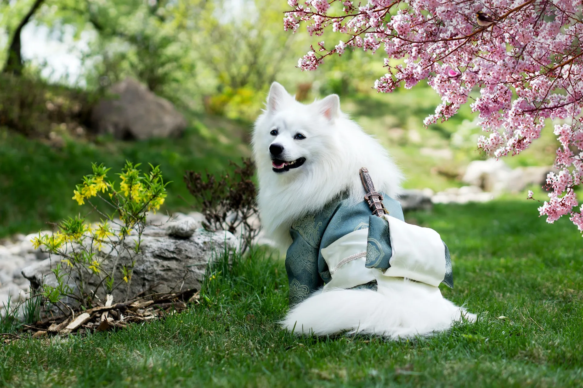 En japansk spets sitter på en gräsmatta iklädd en klassisk japansk kimono