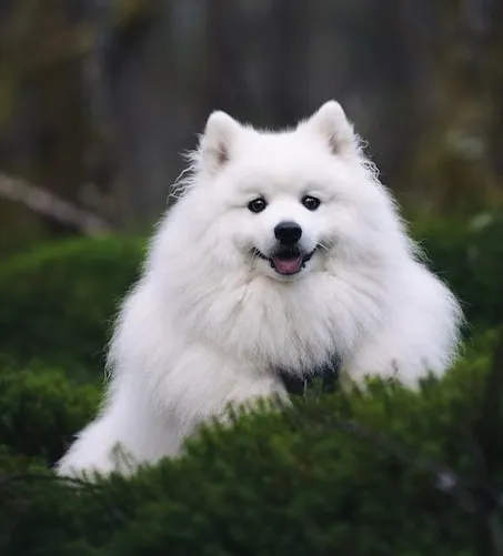 En japansk spets sitter i skogen och tittar in i kameran