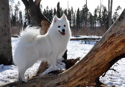 En profilbild av en japansk spets som klättrar på ett nedfällt träd i snön