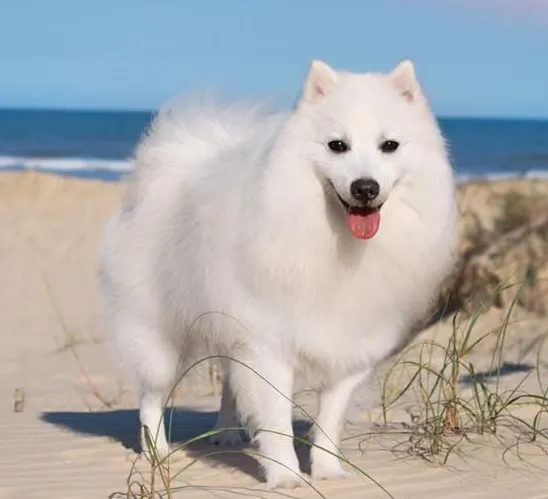 En japansk spets står på en sandstrand med havet i bakgrunden