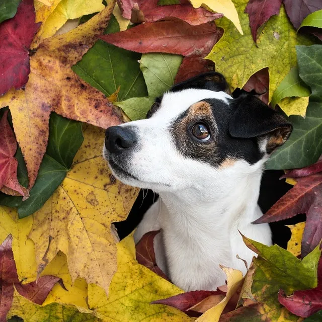 Lekful Jack Russell Terrier i en lövhög