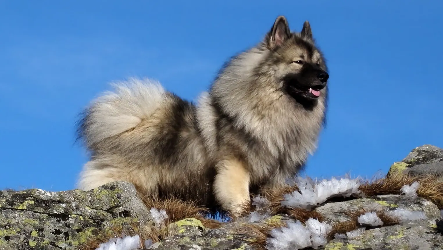 En keeshond står på ett stenblock och tittar åt höger