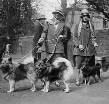 Historiskt foto av två keeshonden på en hundutställning i London