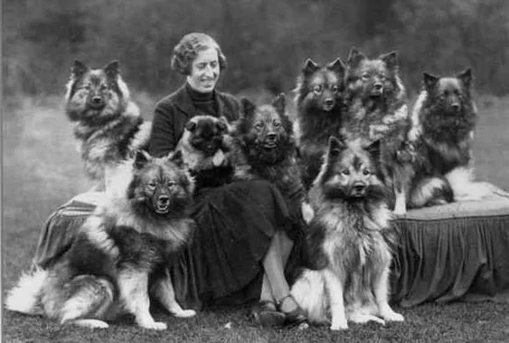 Historiskt gruppfoto med en brittisk hunduppfödare och flera keeshonden