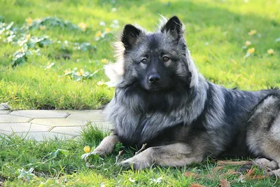 En mörkgrå keeshond ligger i gräset och tittar mot kameran