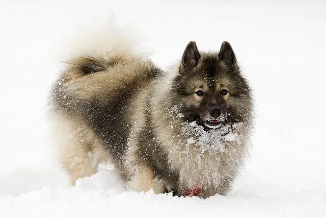 Keeshond som leker i snön