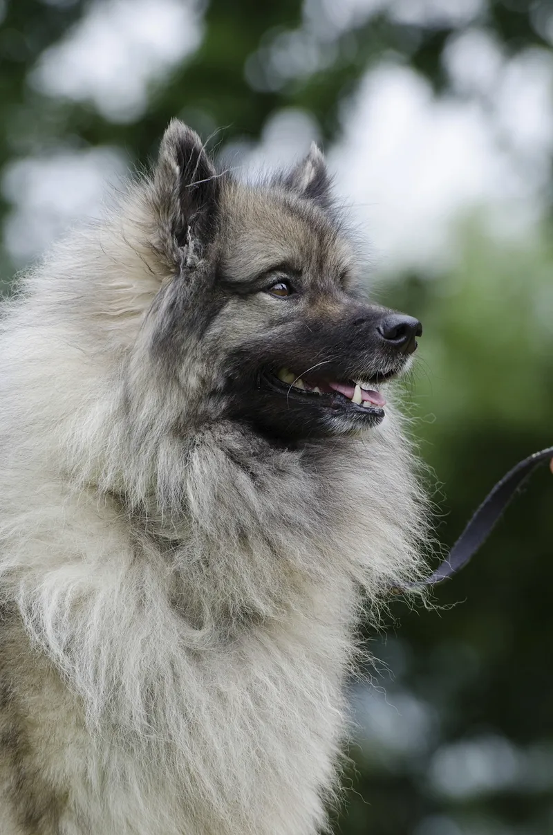 Porträtt av en ljusgrå keeshond