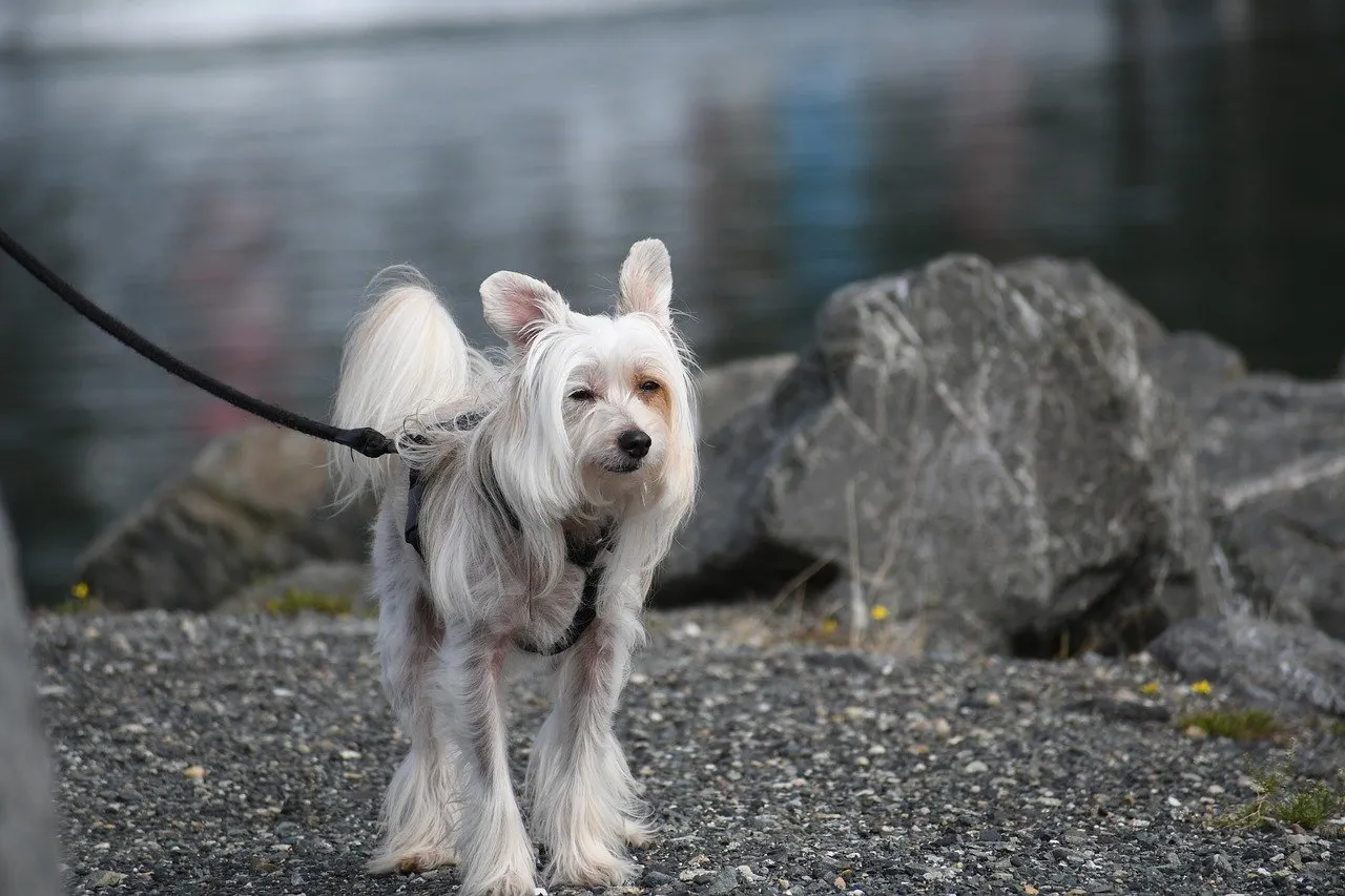 Långhårig Kinesisk Nakenhund på promenad