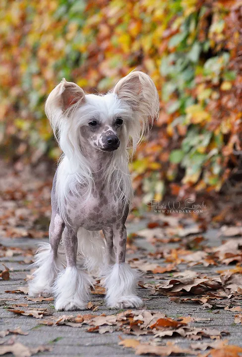 En vit Kinesisk Nakenhund bland höstlöv